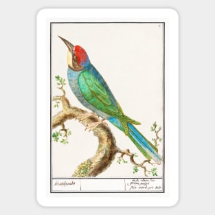 European bee-eater (1596 - 1610) Sticker